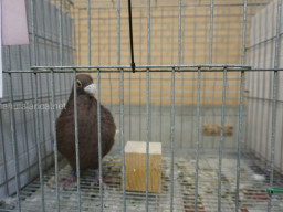 XIV Concurso Exposición de Palomas de Raza en Mula 2024